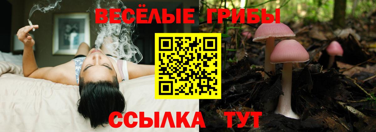 Галлюциногенные грибы Psilocybe  наркота  Аргун 